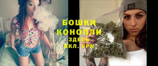 индика Новозыбков